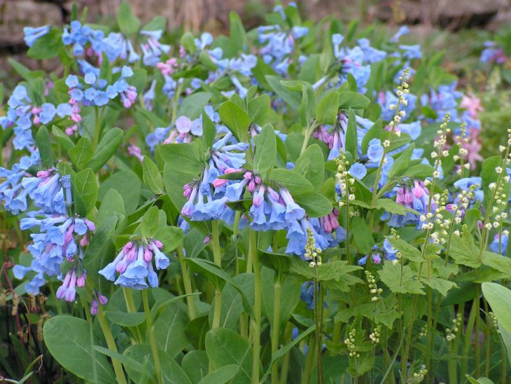 Virginia Bluebells (Mertensia virginica)