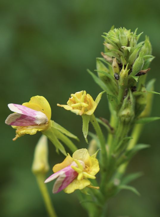 Evening Primrose (Oenothera biennis)