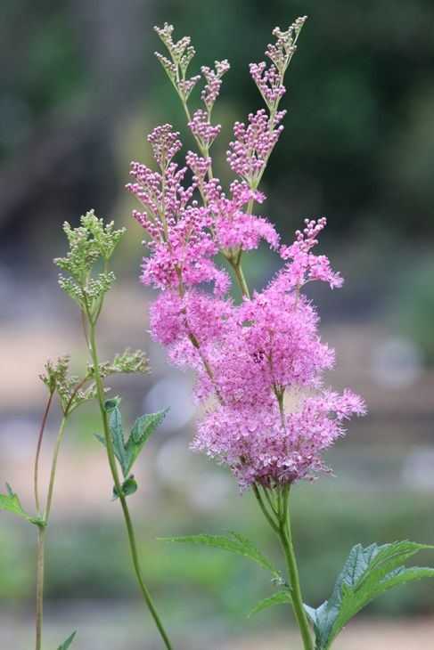 Queen of the Prairie (Filipendula rubra)