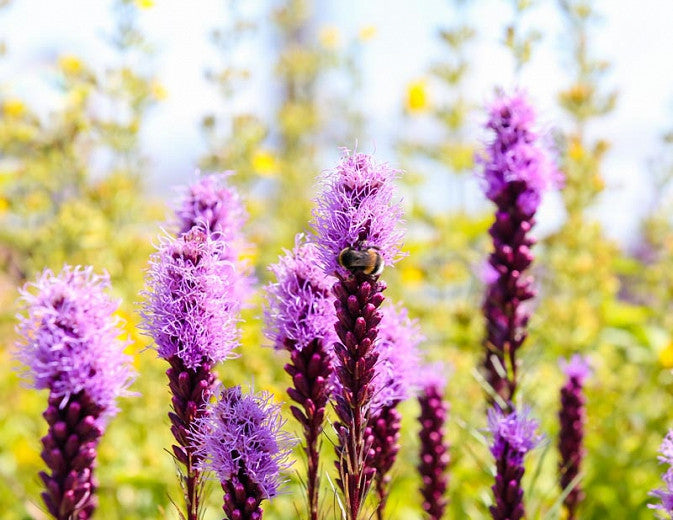Blazing Star (Liatris spictata)