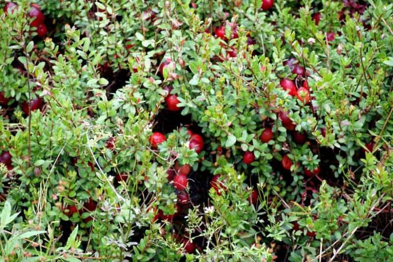 Cranberry (Vaccinium macrocarpon)
