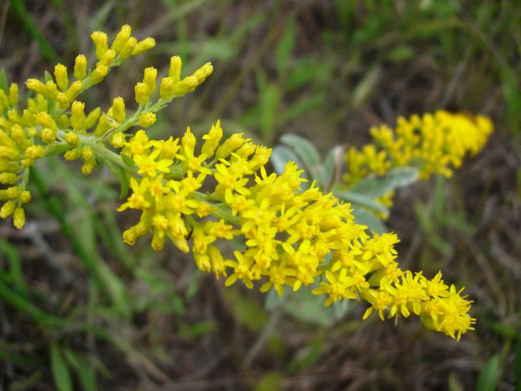 Field Goldenrod (Solidago nemoralis)