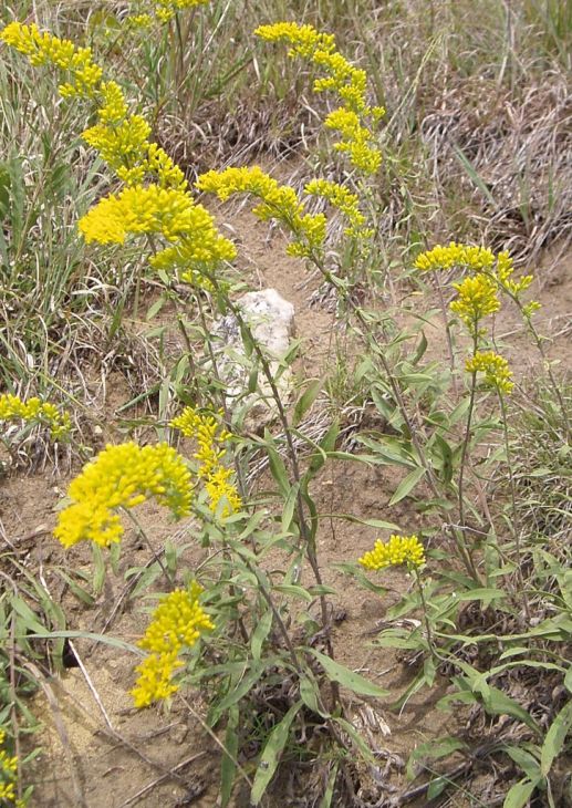 Field Goldenrod (Solidago nemoralis)