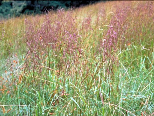 Purpletop (Tridens flavus)