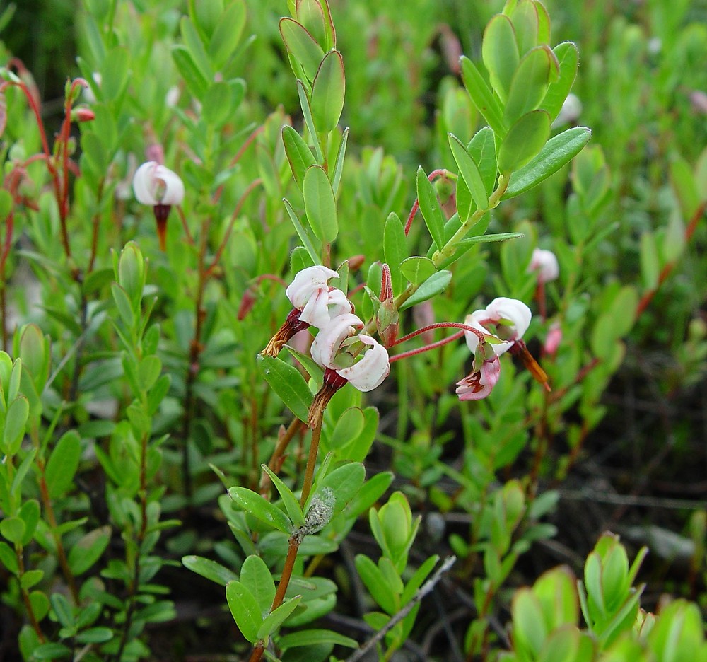 Cranberry (Vaccinium macrocarpon)