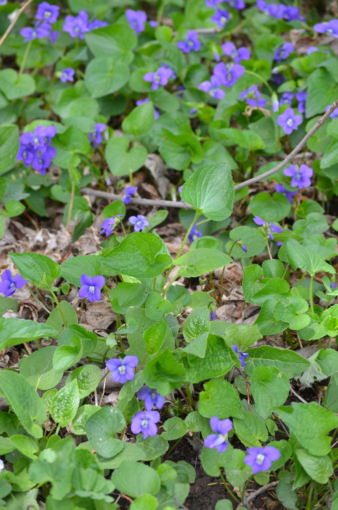 Blue Violet (Viola sororia)