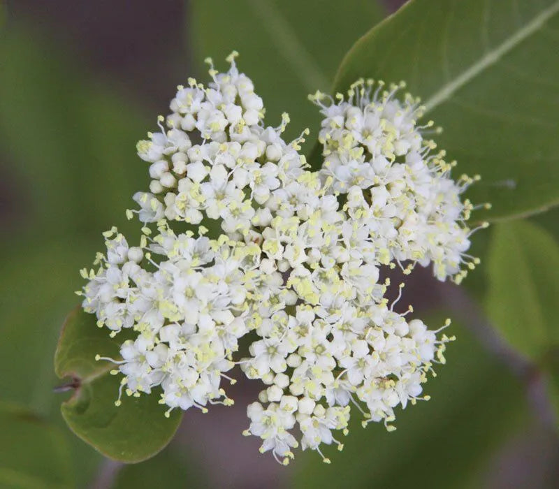 Witherod Viburnum (Viburnum cassinoides)