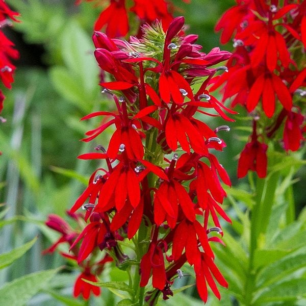 Red Cardinal Flower (Lobelia cardinalis)