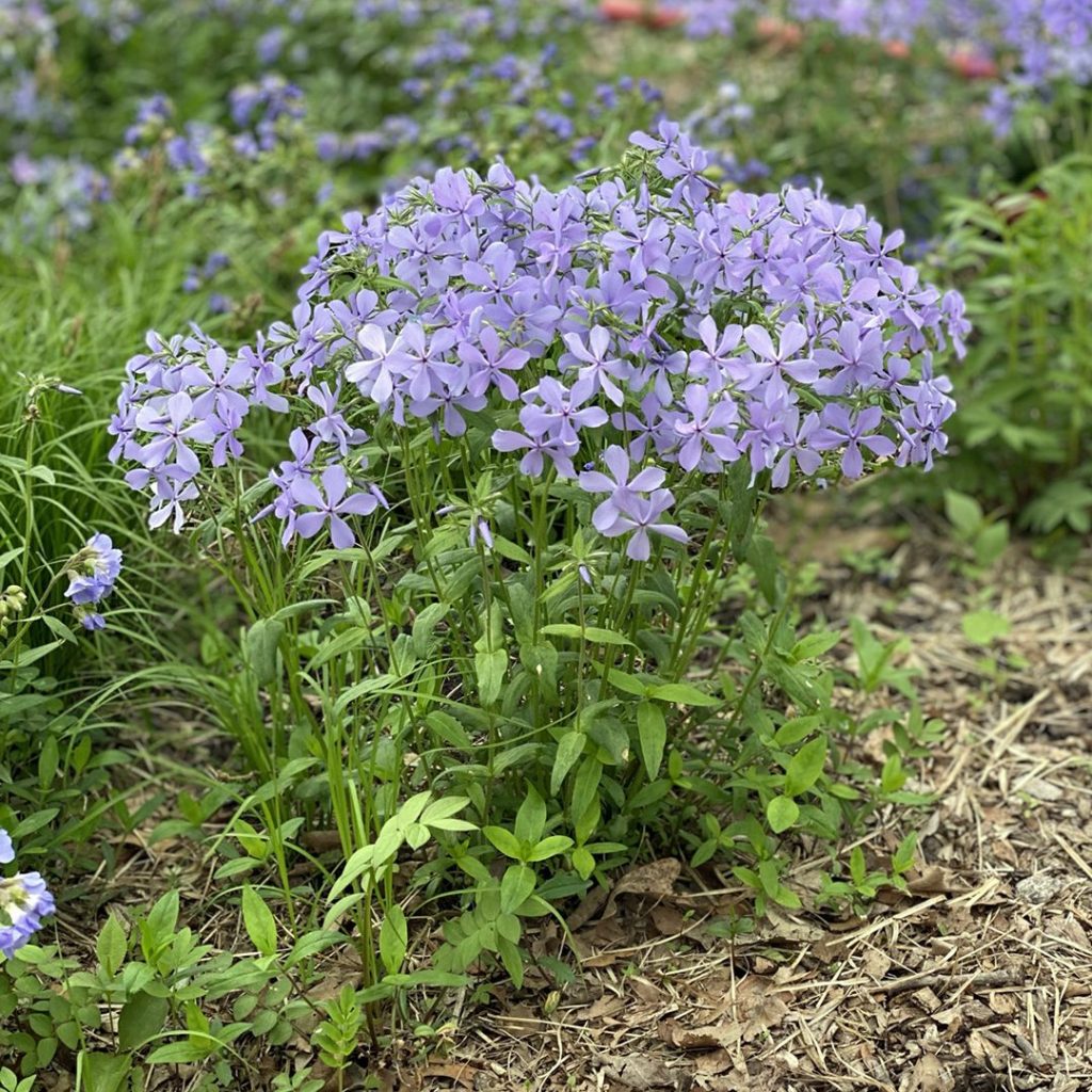 Wild Blue Phlox (Phlox divaricata)