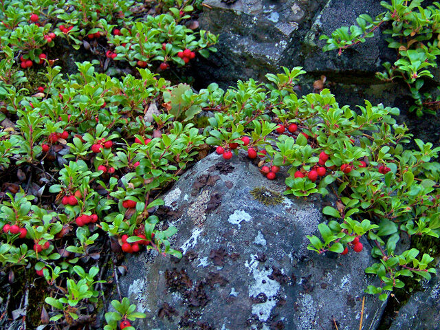 Bearberry (Arctostaphylos uva-ursi)