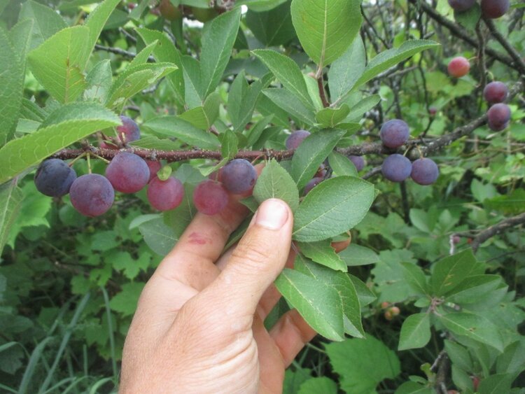 Beach Plum (Prunus maritima)