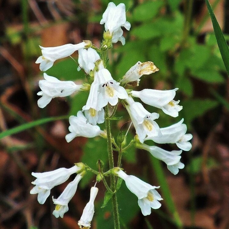 Beardtongue (Penstemon digitalis)