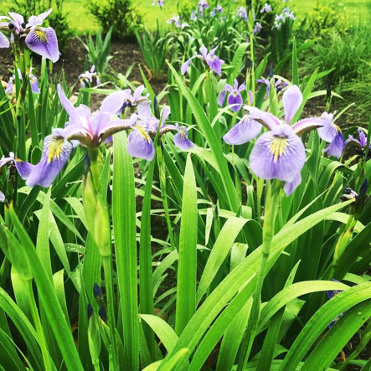 Blue Flag Iris (Iris versicolor)