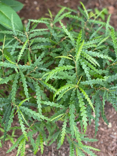 Sweet Fern (Comptonia peregrina)