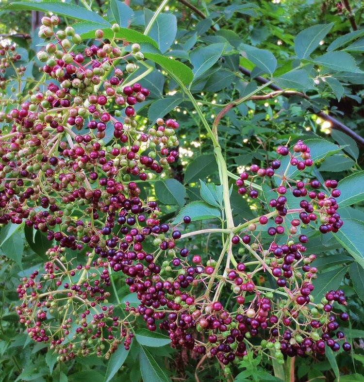 Elderberry (Sambucus canadensis)