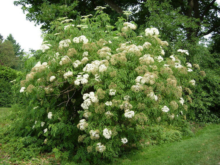 Elderberry (Sambucus canadensis)