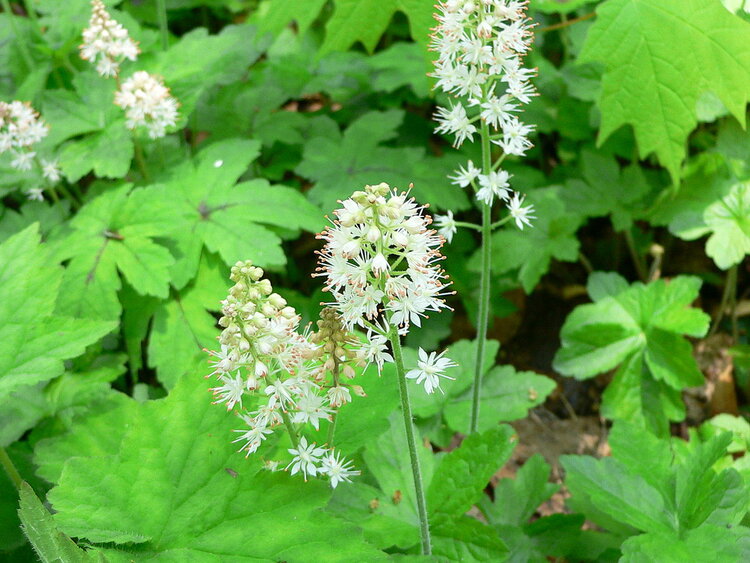 Foamflower (Tiarella cordifolia)
