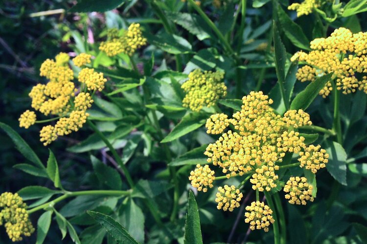 Golden Alexander (Zizia aurea)