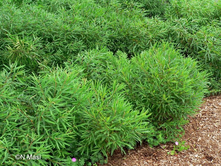 Sweet Fern (Comptonia peregrina)