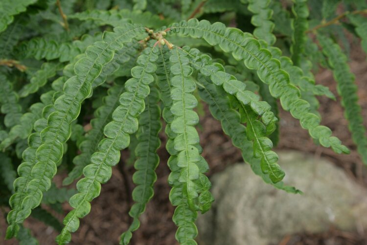 Sweet Fern (Comptonia peregrina)
