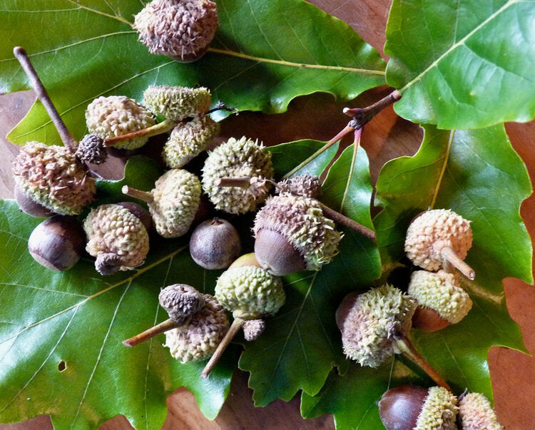 Swamp White Oak (Quercus bicolor)
