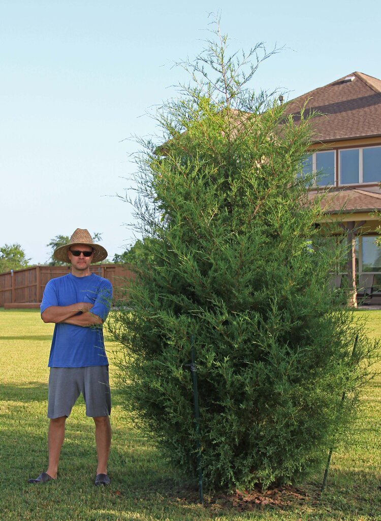 Eastern Red Cedar (Juniperus virginiana)