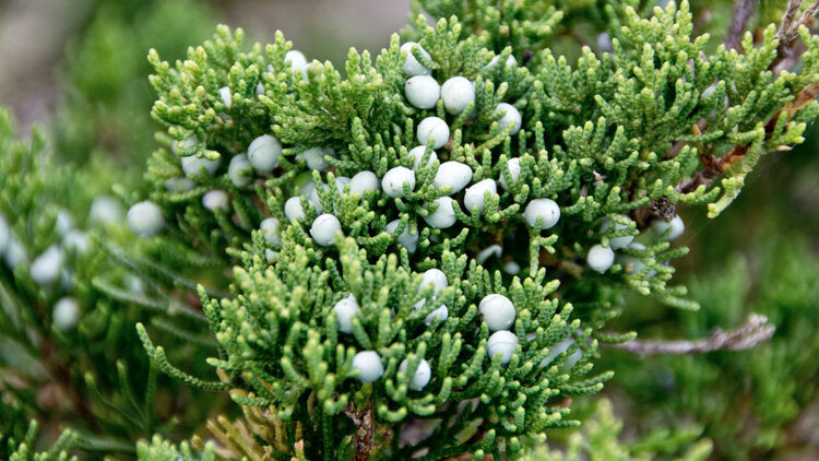 Eastern Red Cedar (Juniperus virginiana)