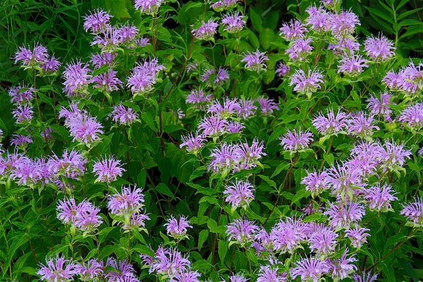 Wild Bergamot (Monarda fistulosa)