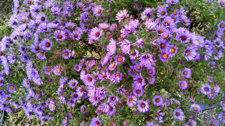 New England Aster (Symphyotrichum novae-angliae)