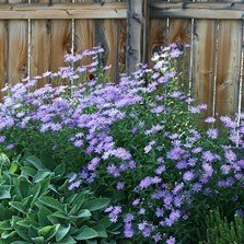 New York Aster (Symphyotrichum novae-belgii)