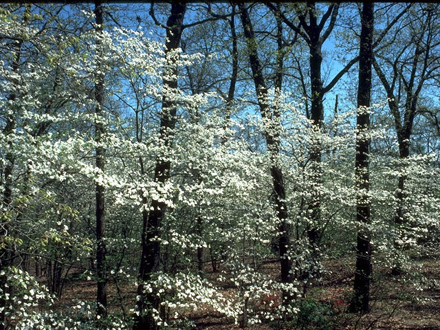 Flowering Dogwood (Cornus florida)