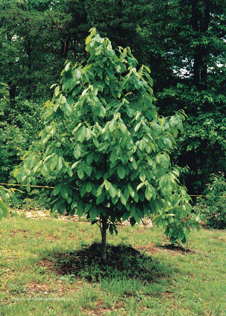 Pawpaw (Asimina triloba)