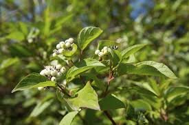 Red Twig Dogwood (Cornus sericea)