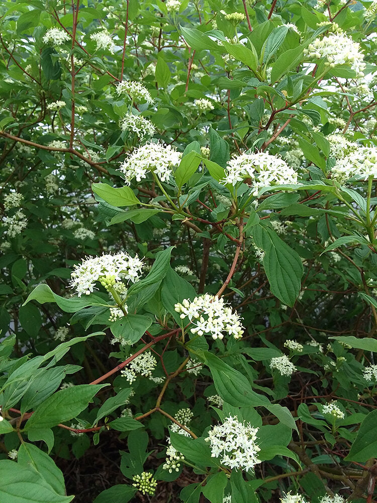 Red Twig Dogwood (Cornus sericea)