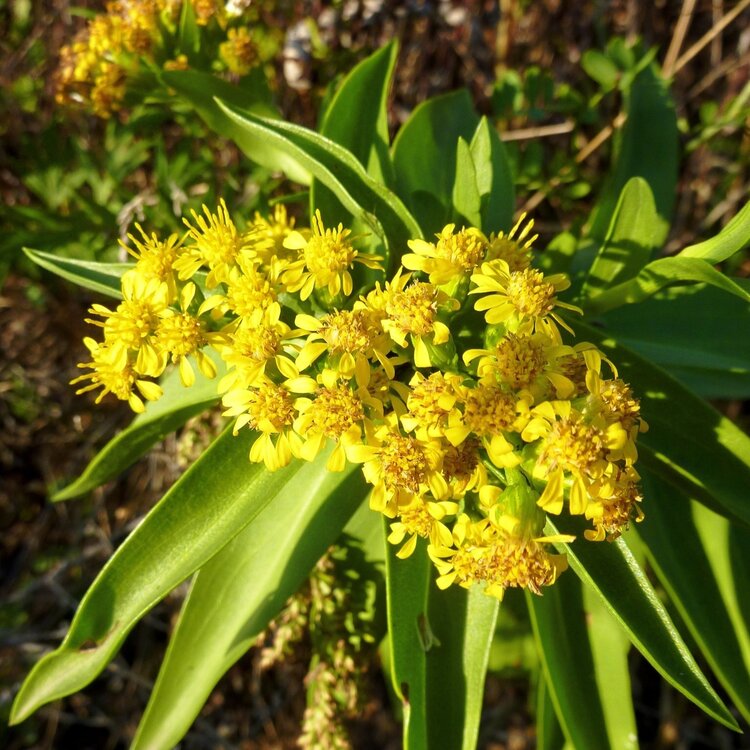 Seaside Goldenrod (Solidago sempervirens)
