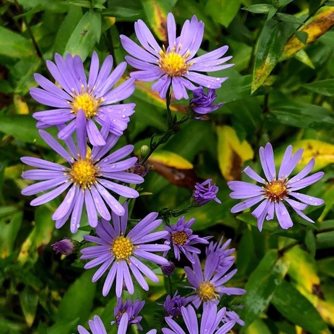 Smooth Aster (Aster laevis; Symphyotrichum laeve)