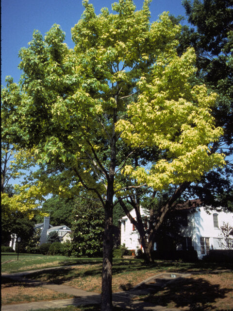 Sweetgum (Liquidambar styraciflua)