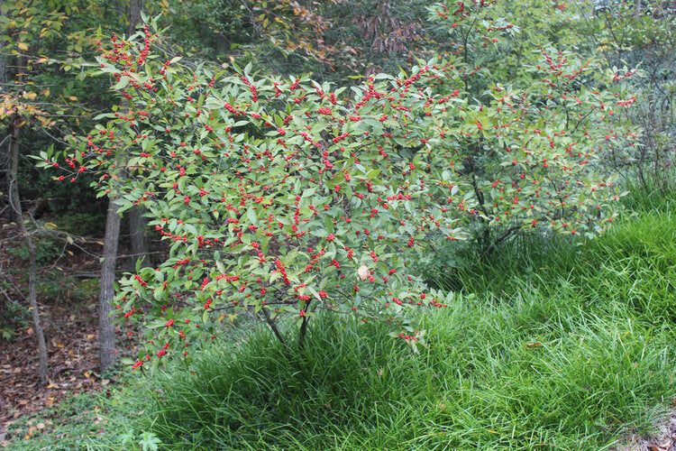 Winterberry – Female (Ilex verticillata)