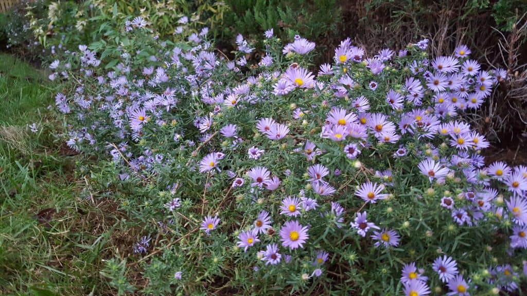 Aromatic Aster (Aster oblongifolius)