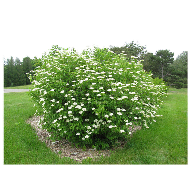 Arrowwood Viburnum (Viburnum dentatum)