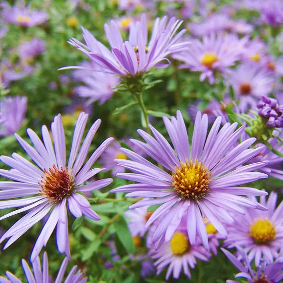 Aromatic Aster (Aster oblongifolius)