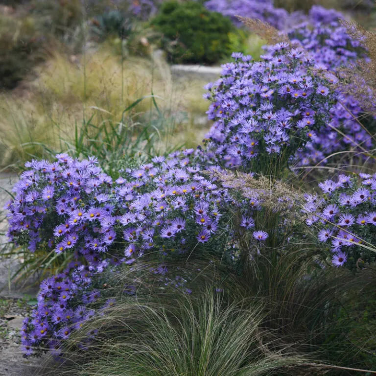 Aromatic Aster (Aster oblongifolius)