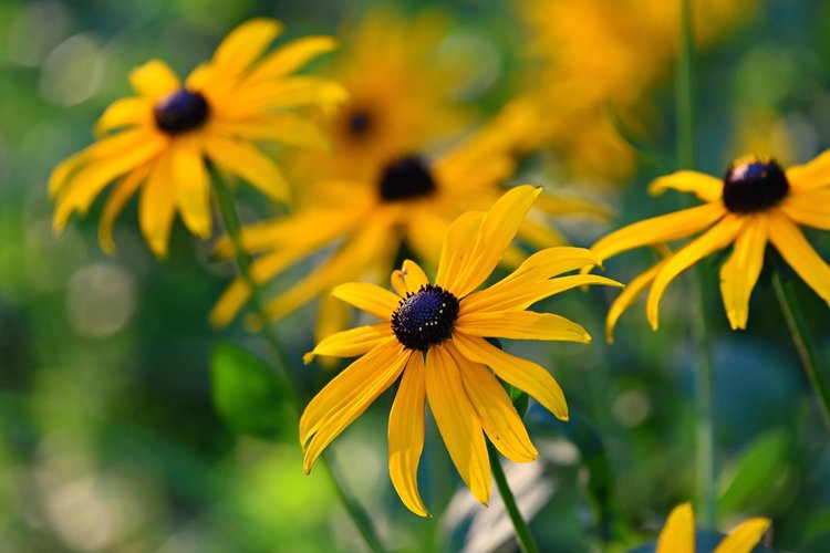 Black-Eyed Susan (Rudbeckia hirta)