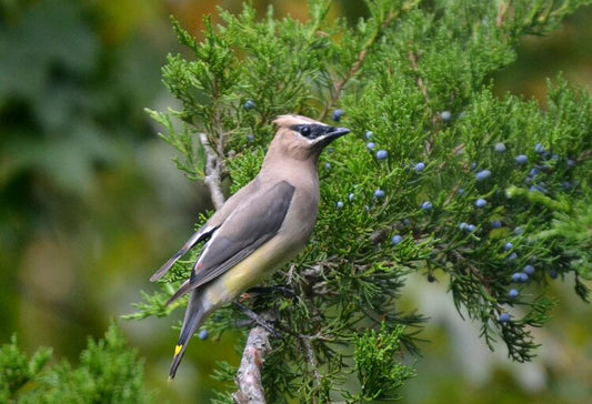 Eastern Red Cedar (Juniperus virginiana)