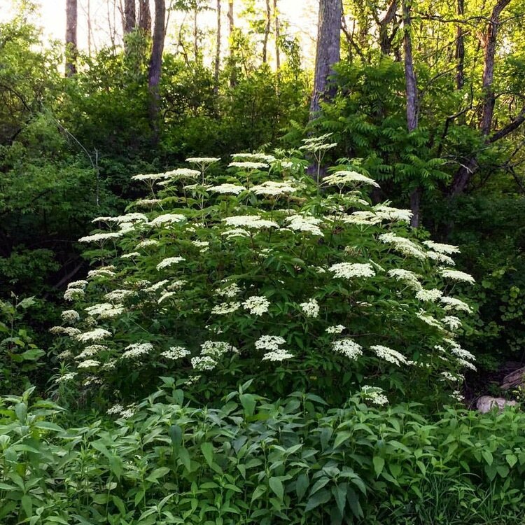 Elderberry (Sambucus canadensis)