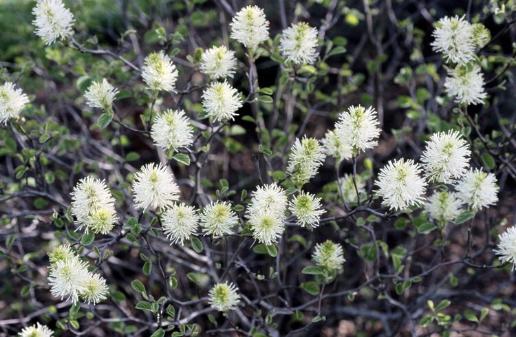 Dwarf Fothergilla (Fothergilla gardenii)