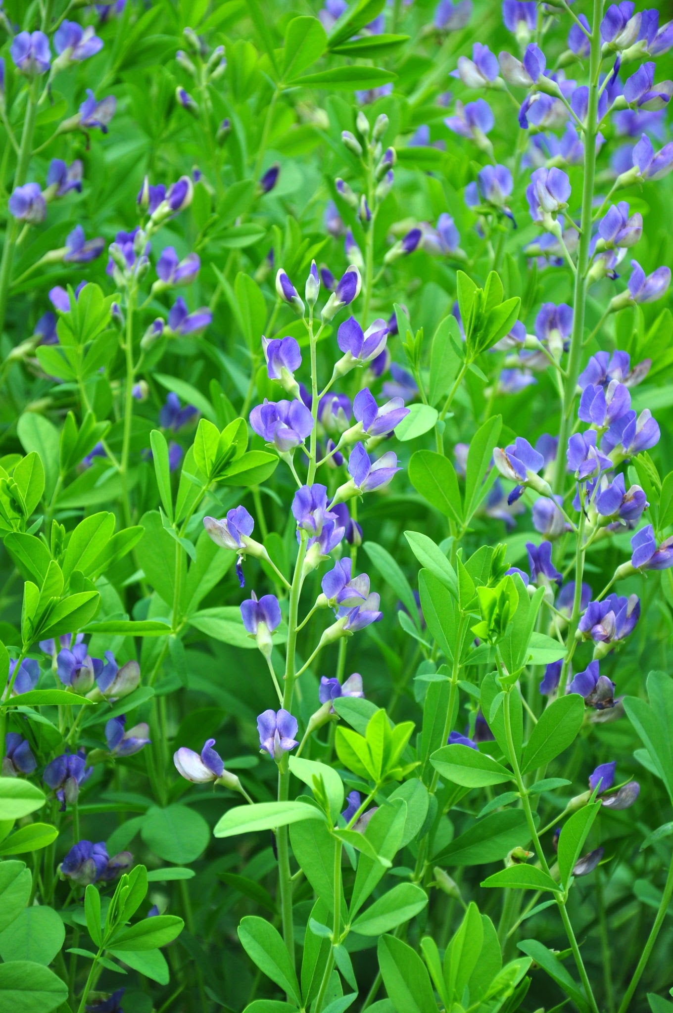 Blue Wild Indigo (Baptisia australis)