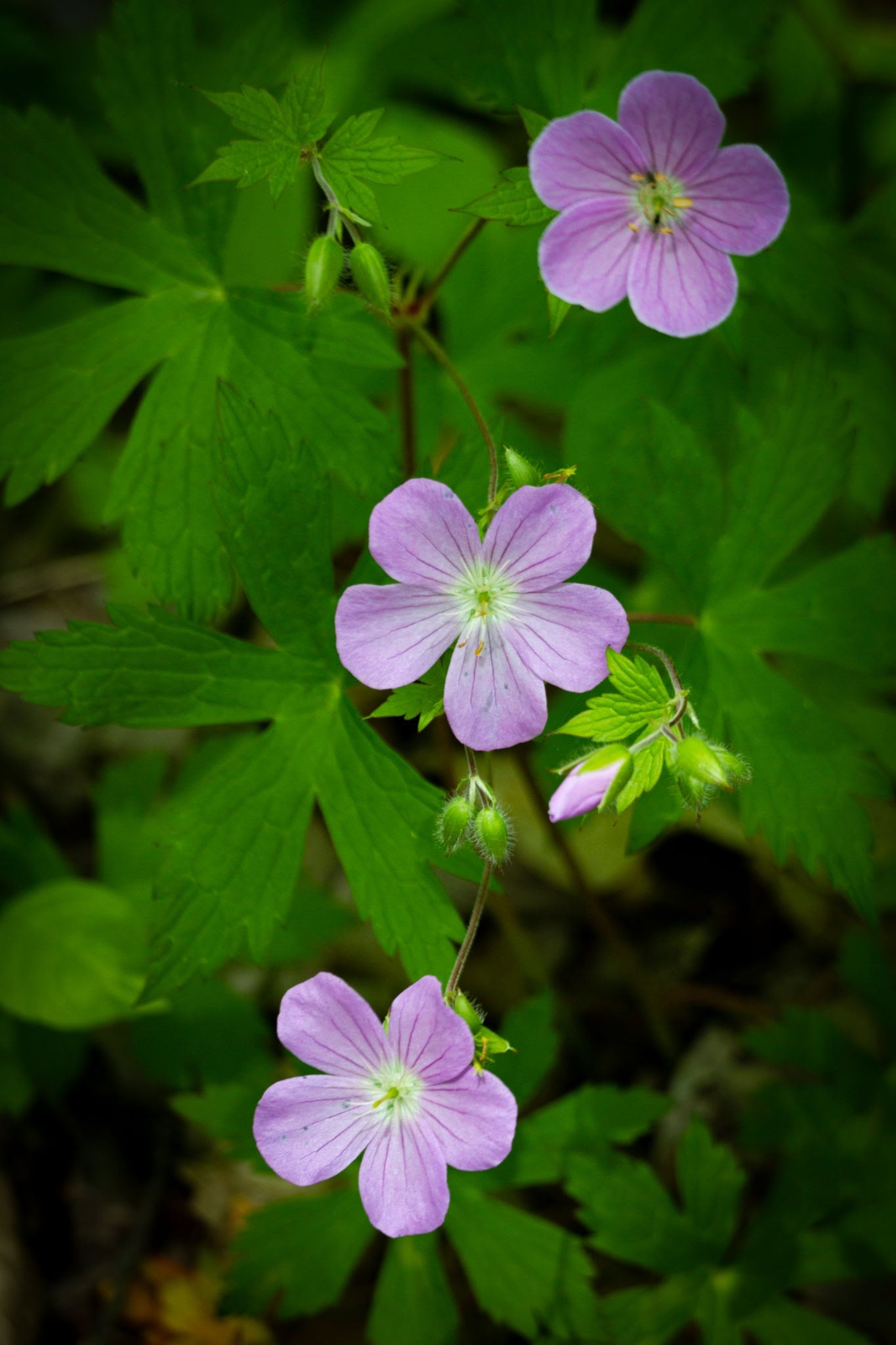Wild Geranium (Geranium maculatum)