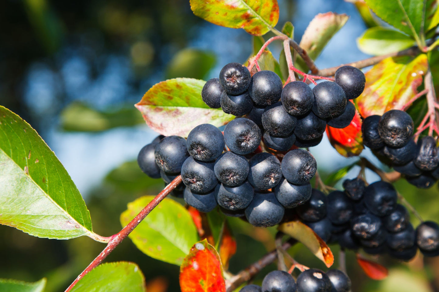 Black Chokeberry (Aronia melanocarpa)