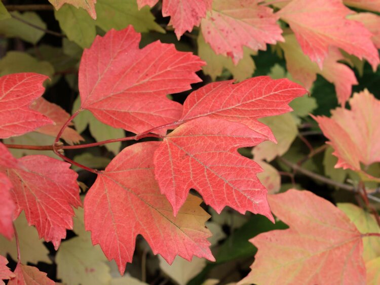 Mapleleaf Viburnum (Viburnum acerifolium)